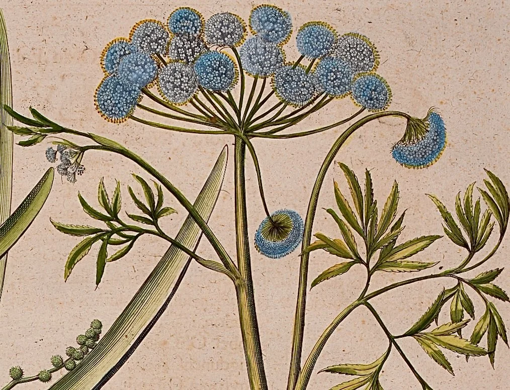 4007D Besler, Orobanche, Cicuta Maxima, Sparganium (Bur Reed, Water Hemlock, Broomrape).jpeg