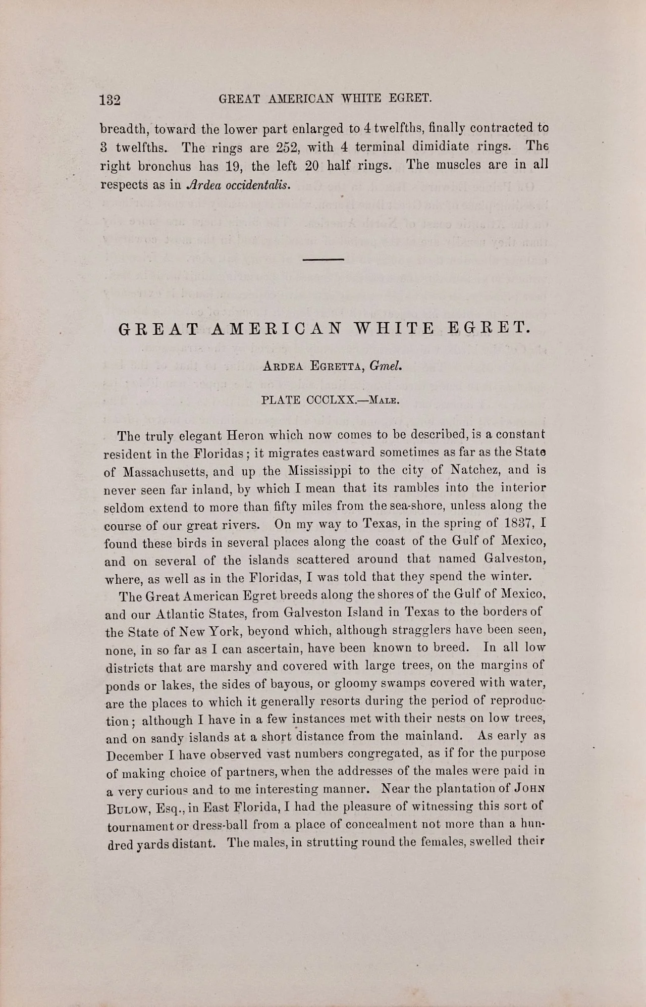 4955D Audubon, Great American White Egret, No. 74, Pl. 370.jpeg