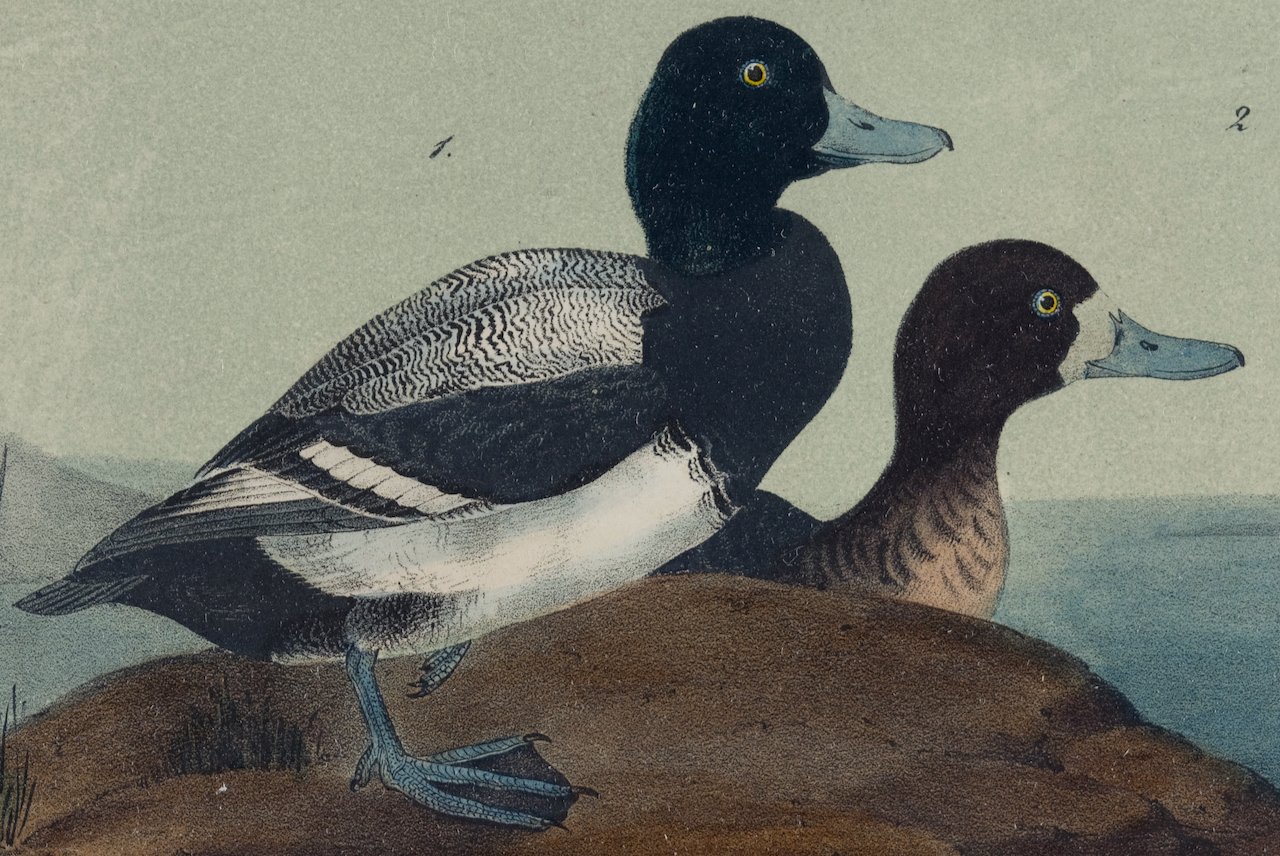 4345 Audubon, Common Scaup Duck.jpeg