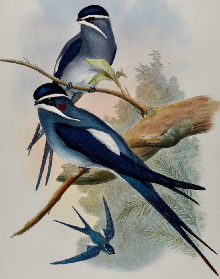 5030B Gould, Dendrochelidon Mystaceus (Bearded Tree-Swift) from Birds of Asia.jpeg