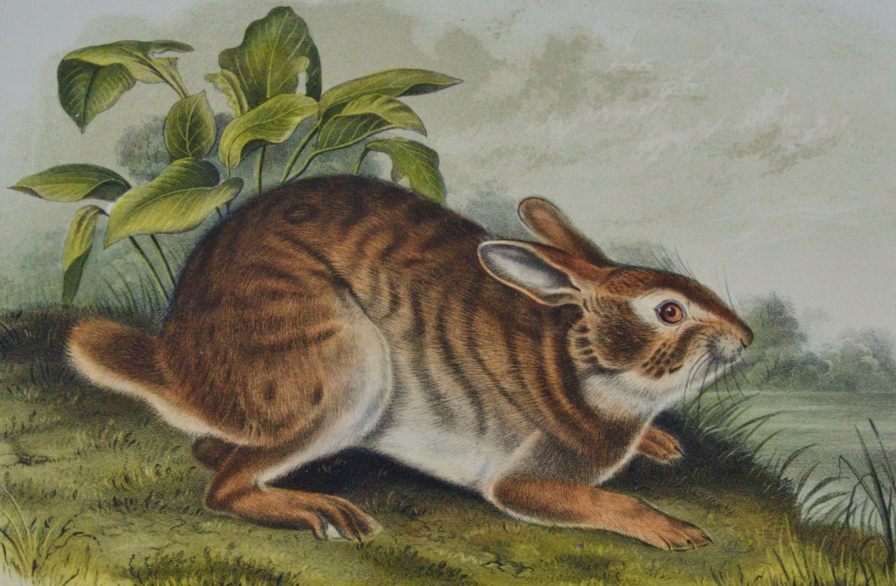 2324B Audubon, Swamp Hare.jpeg