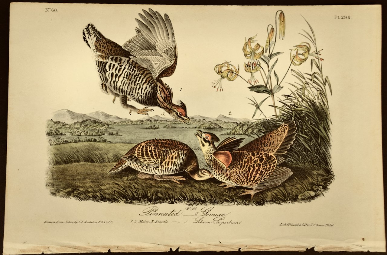 2703 Audubon, Pinnated Grouse, No. 60, Pl. 296.jpeg