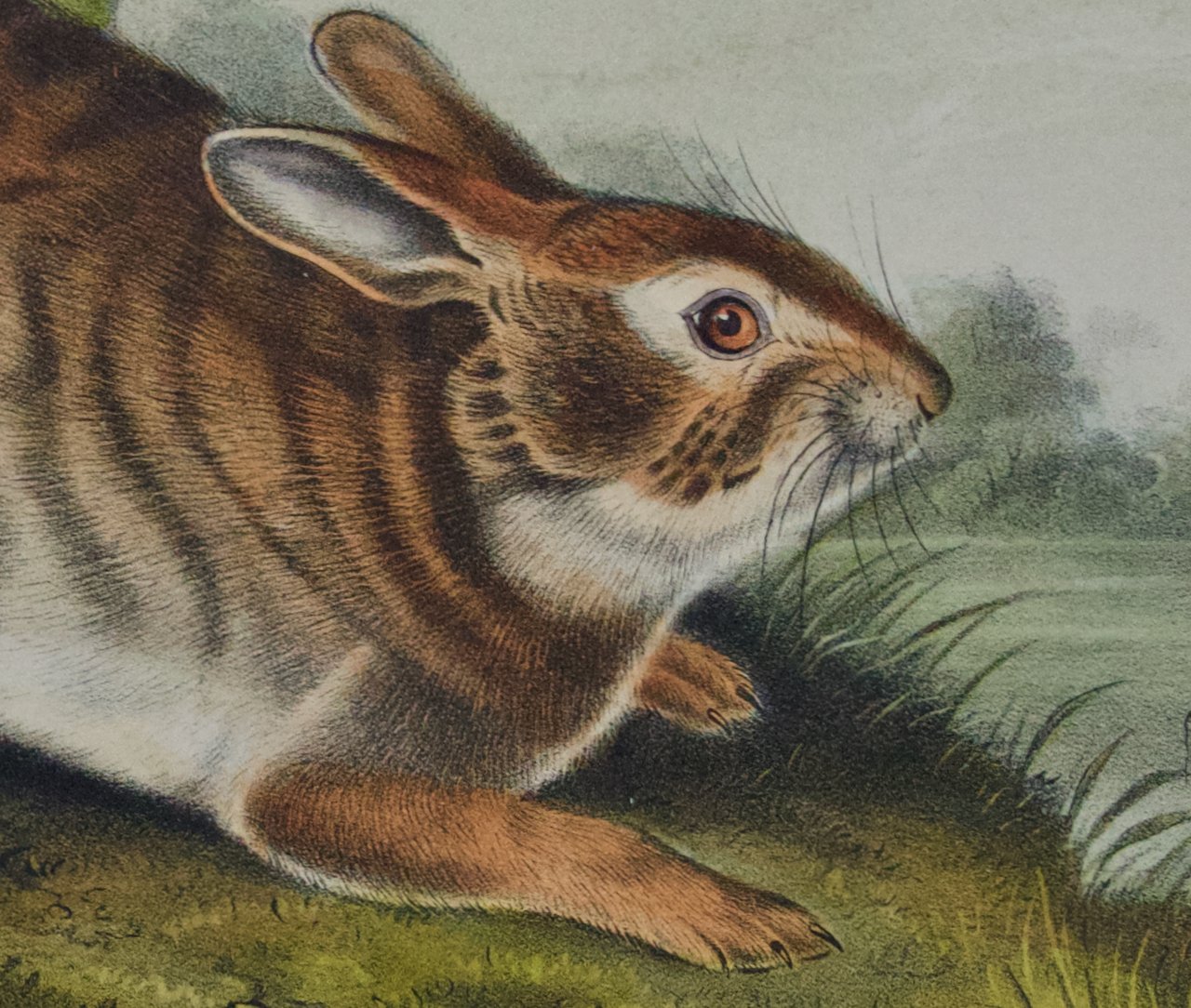 2324C Audubon, Swamp Hare.jpeg
