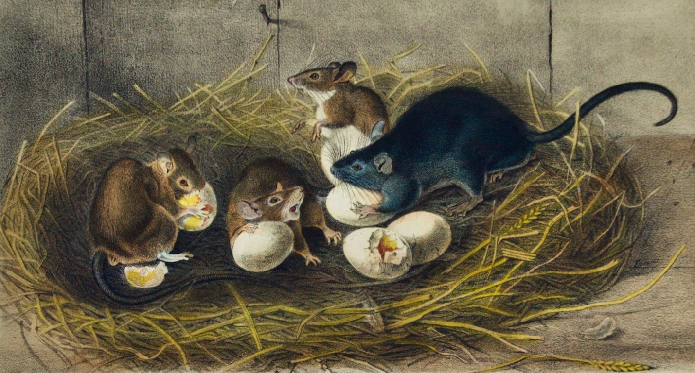 2273B Audubon, Black Rat, Old & Young,.jpeg
