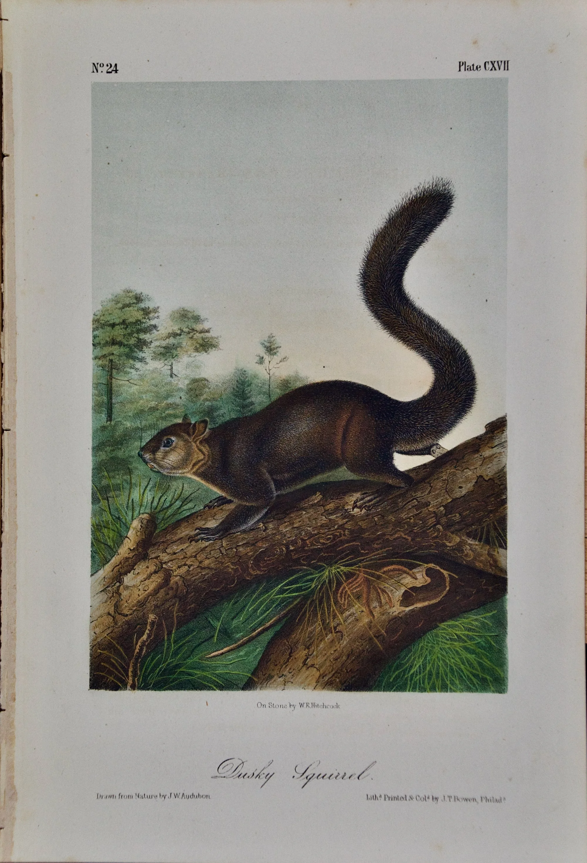 2099 Audubon, Dusky Squirrel (1).jpeg