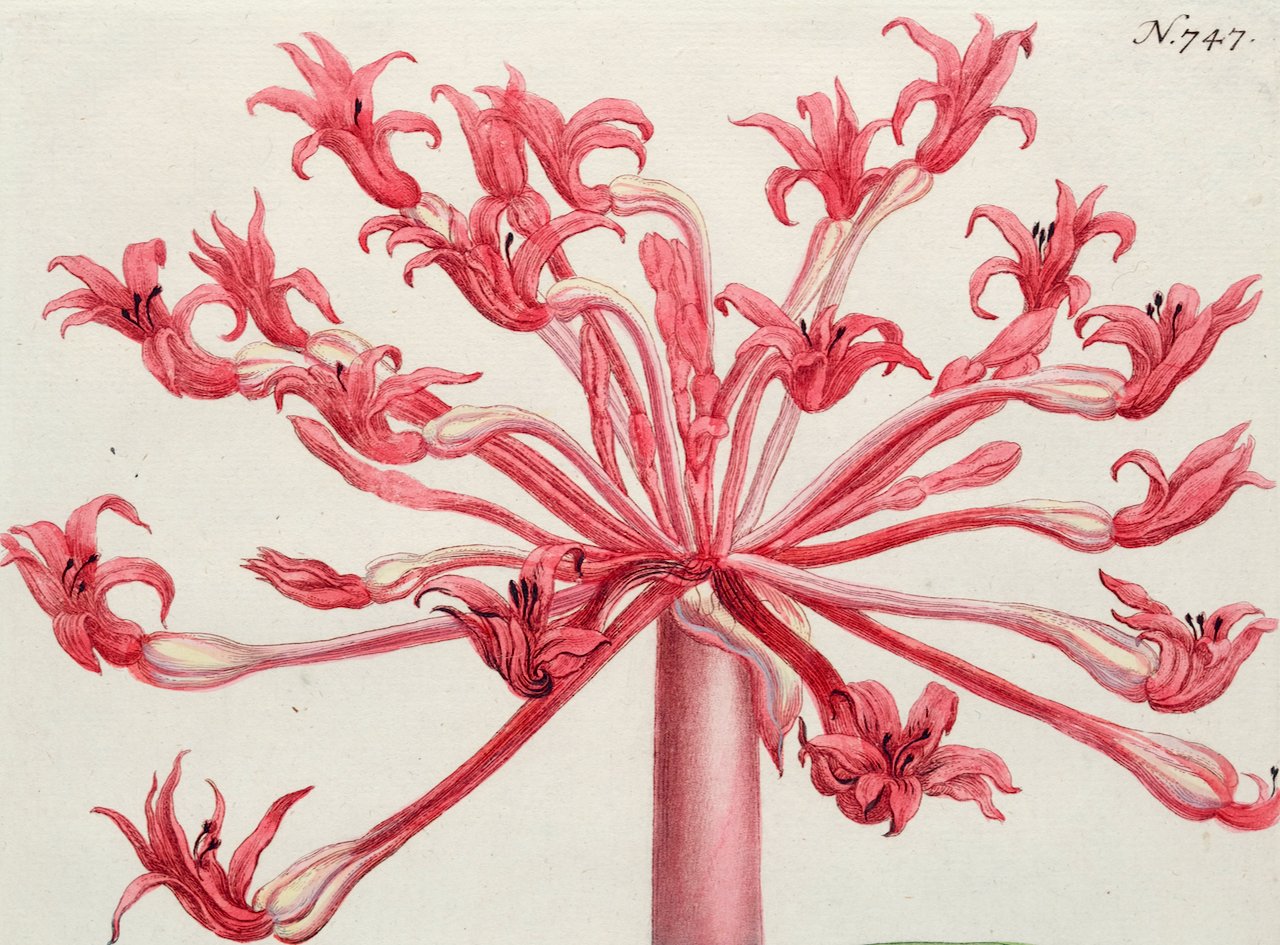 4968B Weinmann, Narcissus Indicus flore Liliace.jpeg