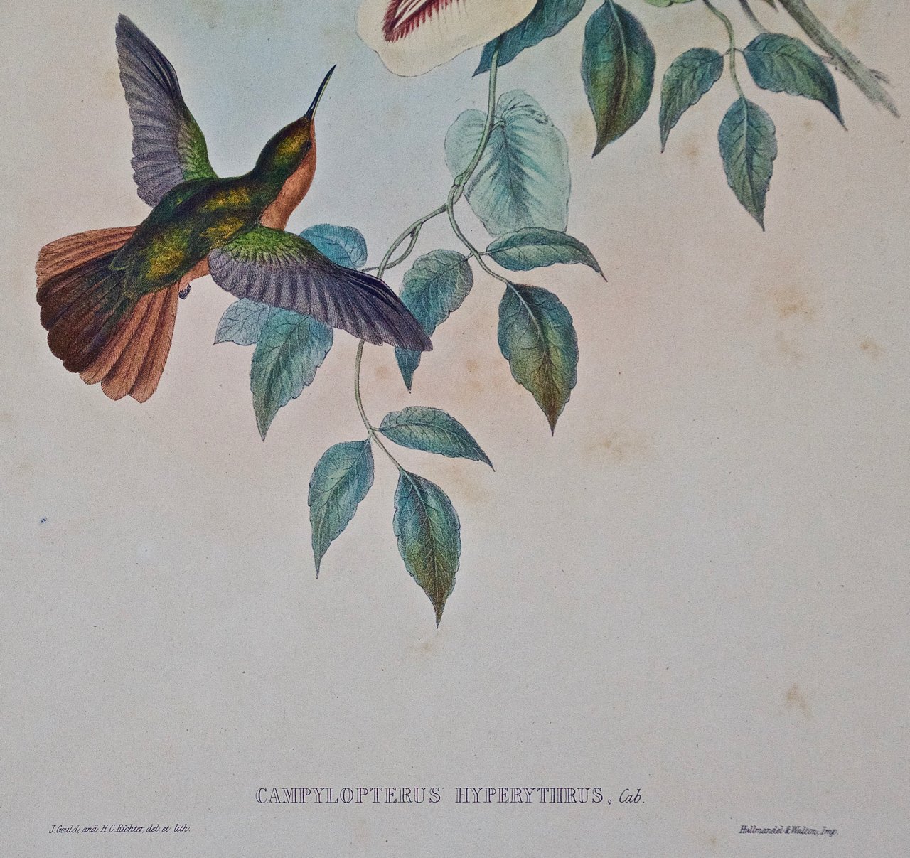 2453B Gould, Campylopterus Hyperythrus Hummingbird.jpg