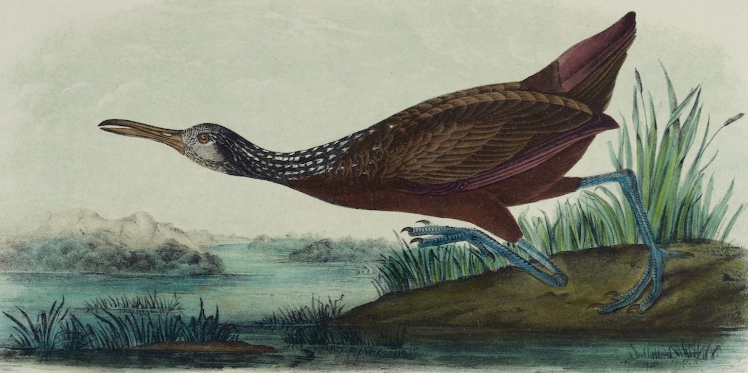4380A Audubon, Scolopaceous Courlan.jpeg