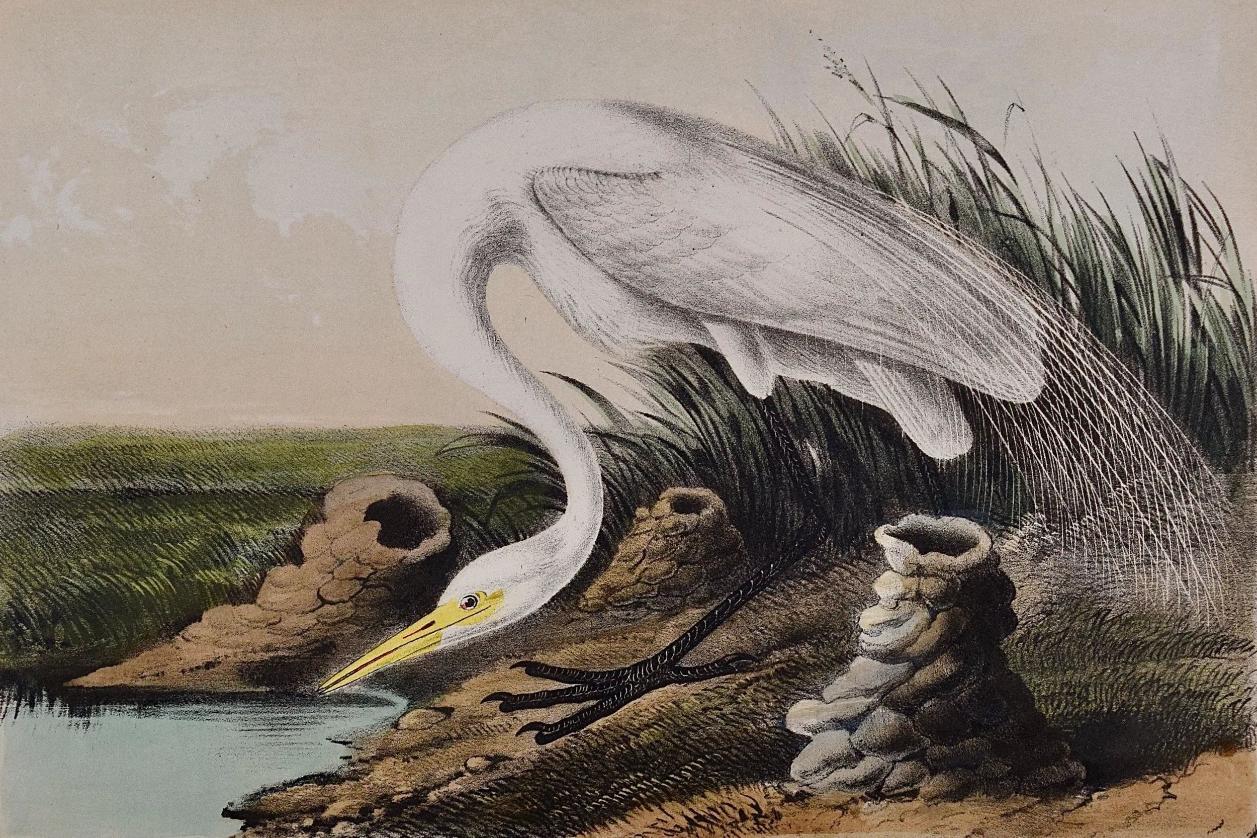 4955A Audubon, Great American White Egret, No. 74, Pl. 370 (1).jpeg