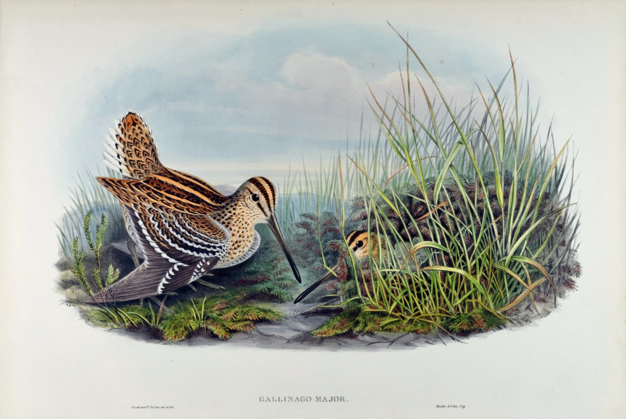 5040 Gould, Gallinago Major (Great Snipe) from Birds of Great Britain.jpeg