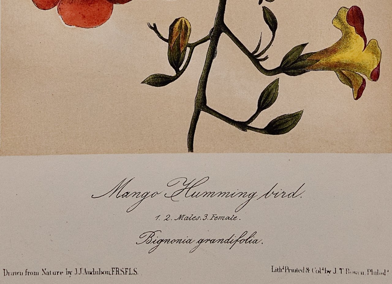 4952D Audubon, Mango Humming bird 1. 2. Males 3. Female, (Chinese Trumpet-vine) No. 51, Pl. 251.jpeg
