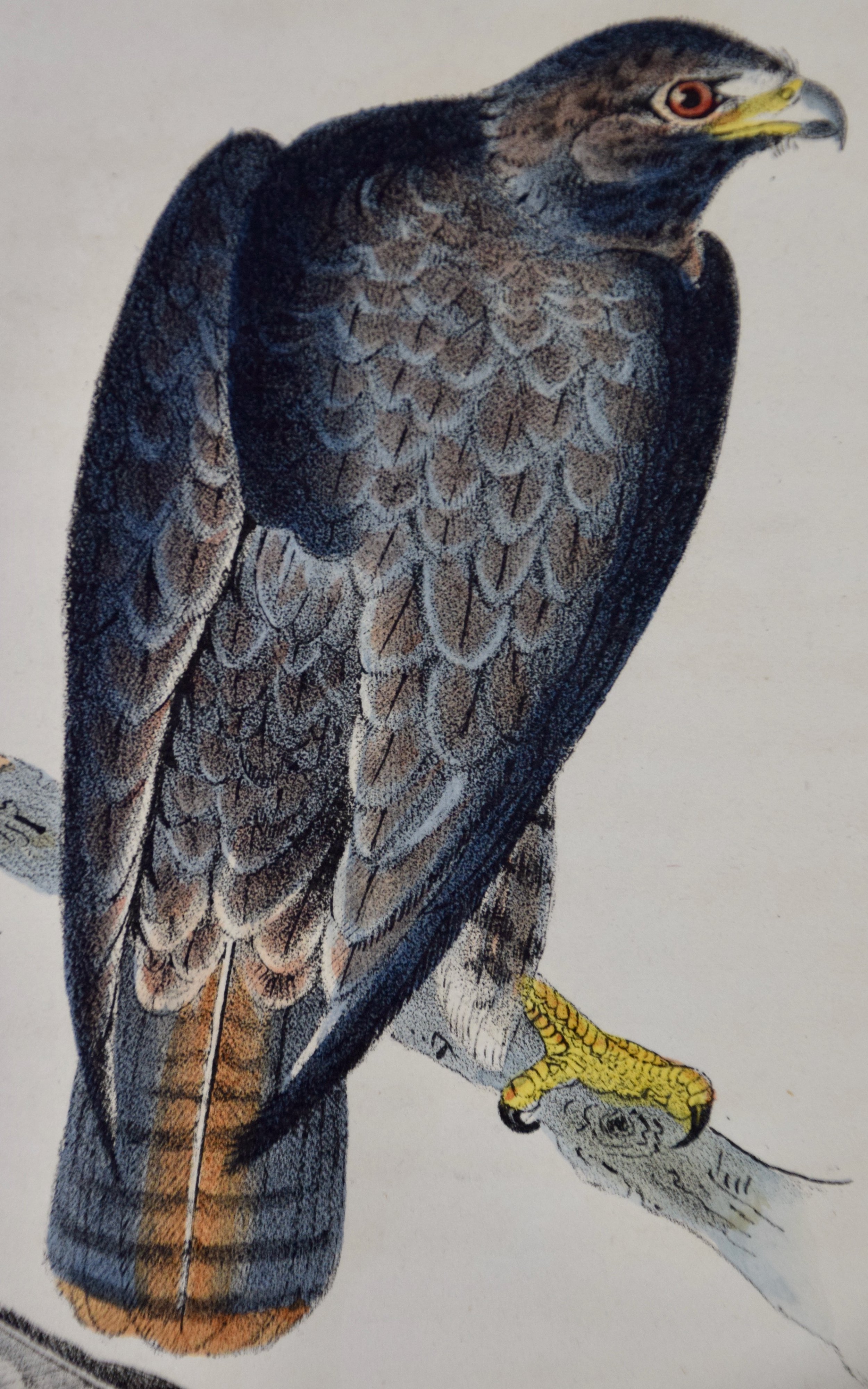 2609B Audubon, Harlan's Buzzard, No. 8.jpeg