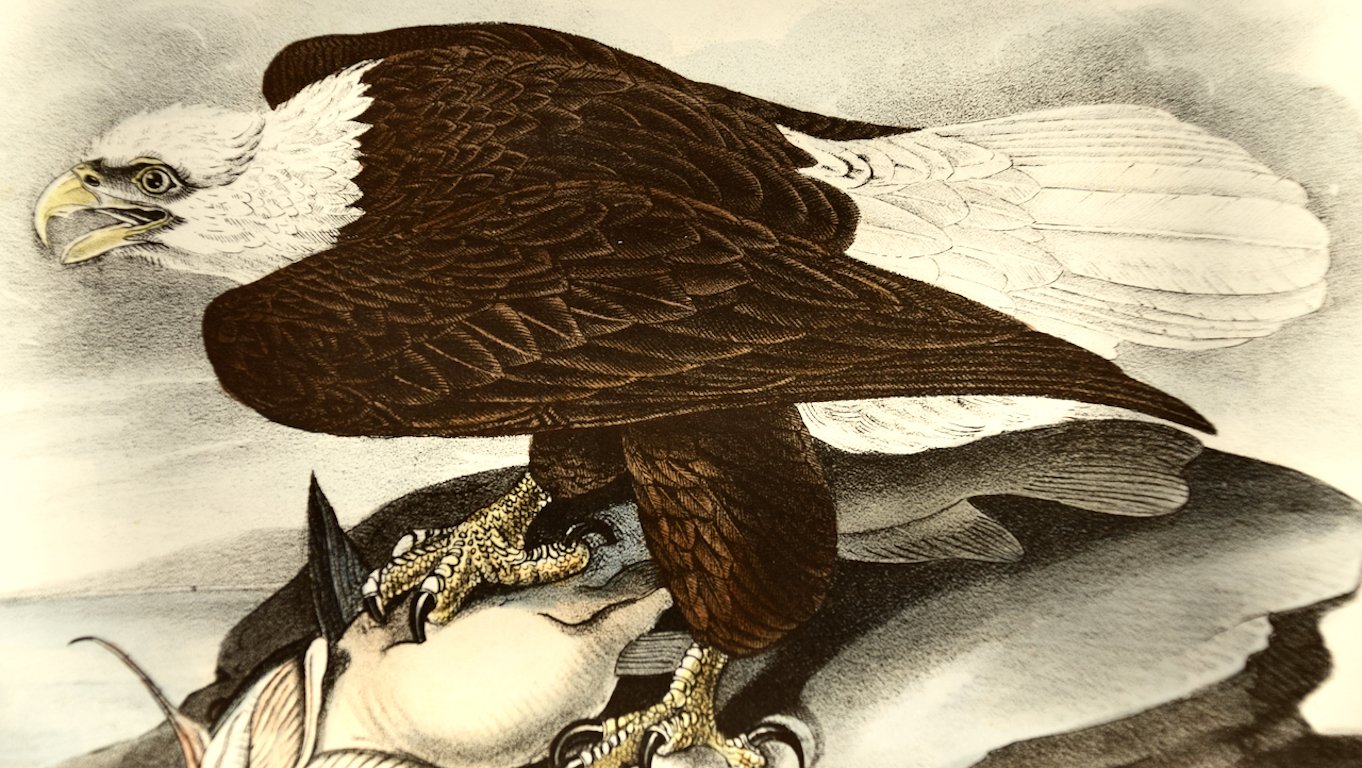 2274D Audubon, White-headed Sea Eagle (Bald Eagle).jpeg