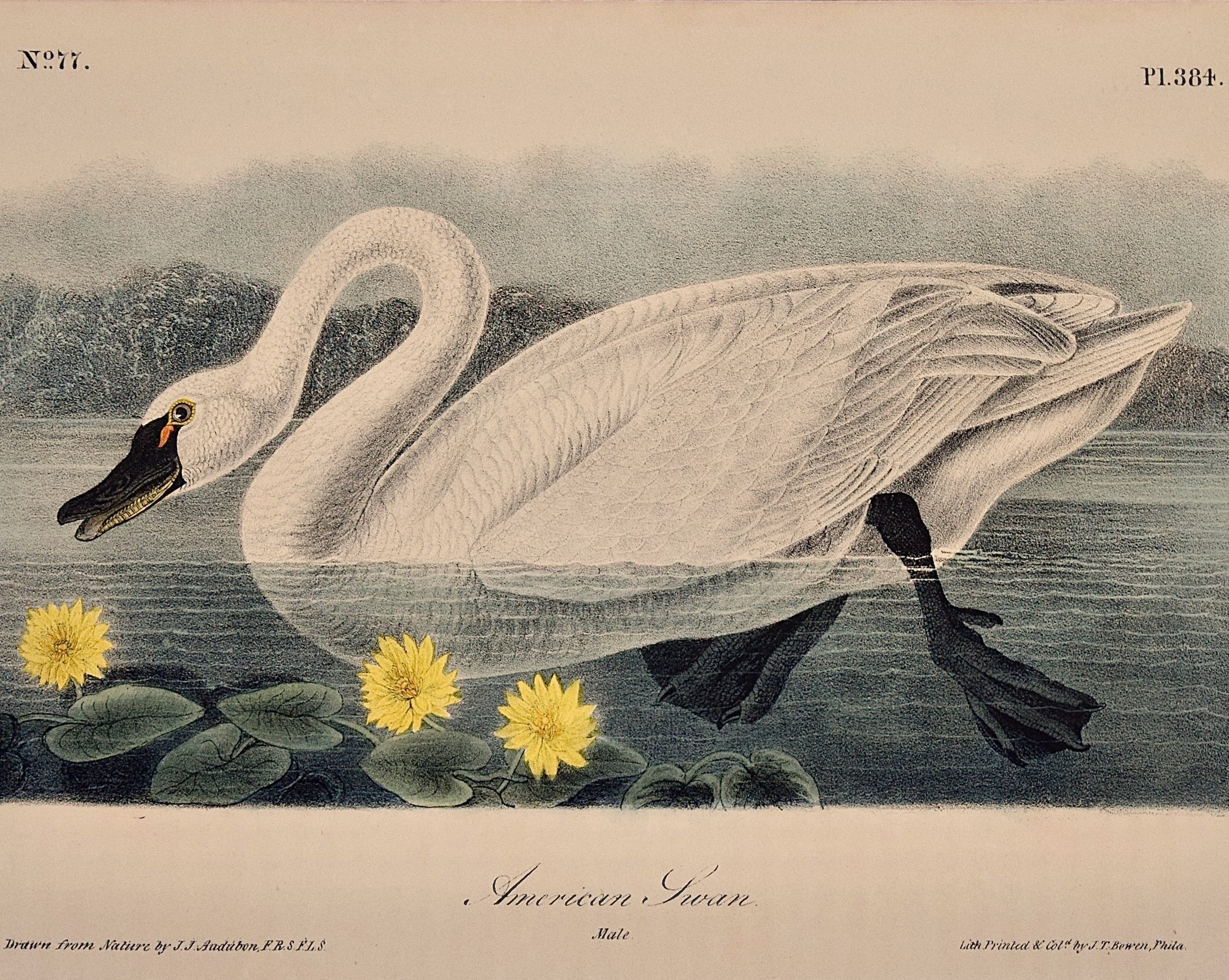3219A Audubon, American Swan, Plate 384.jpeg
