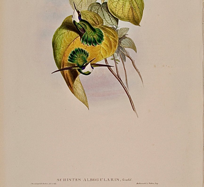 5173C Gould, Schistes Albogularis (White-throated Wedge-bill Hummingbirds) from A Monograph of the Trochilidae, or Family of Hummingbirds (4).jpeg