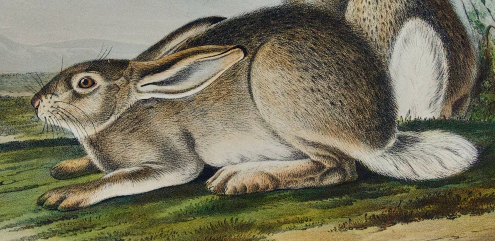 2252C Audubon, Townsend's Rocky Mountain Hare.jpeg