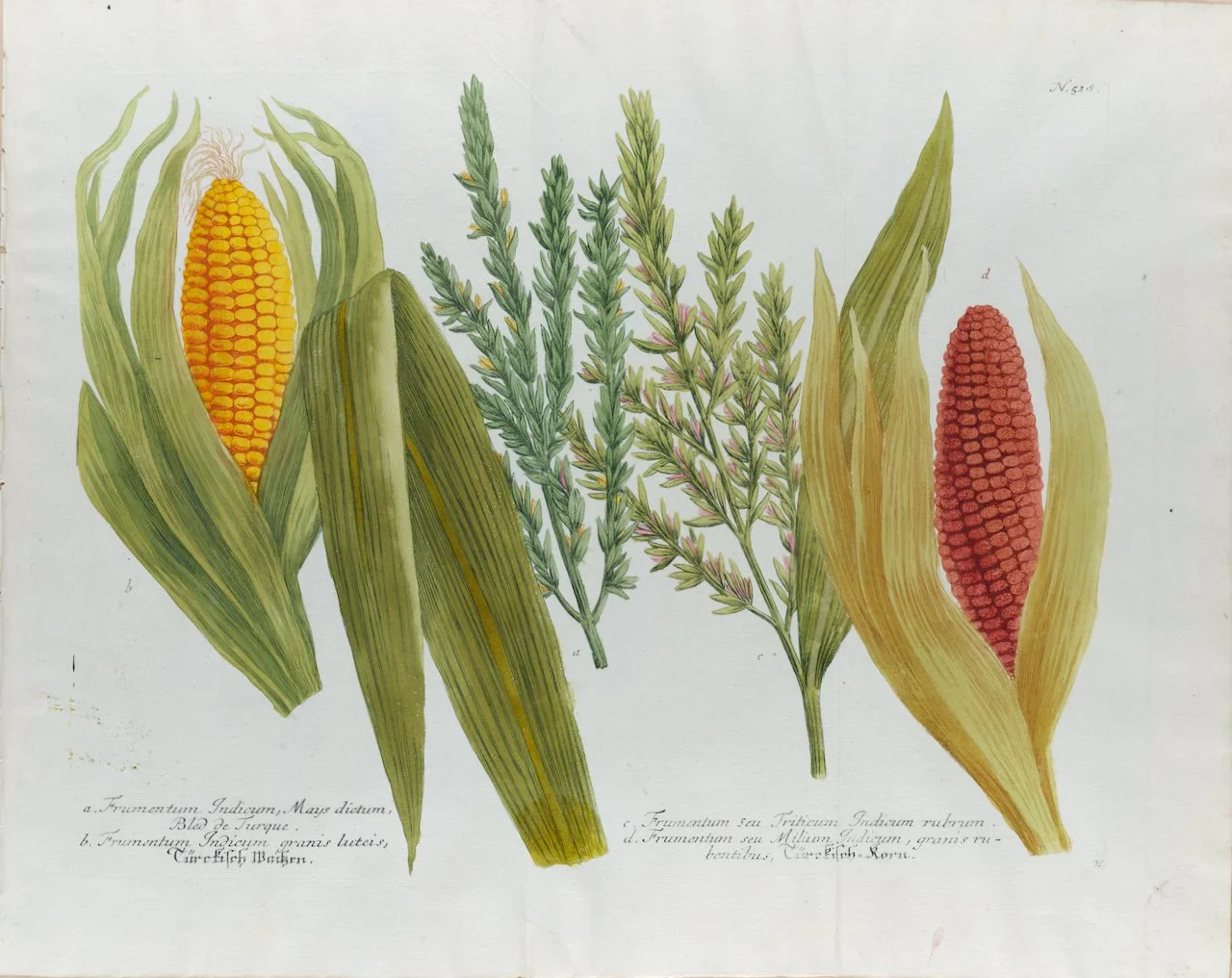 4181 Weinmann, Frumentum Indicum, Mays dictum, Bled de Turque (Corn, Maize), Pl. 518.jpeg