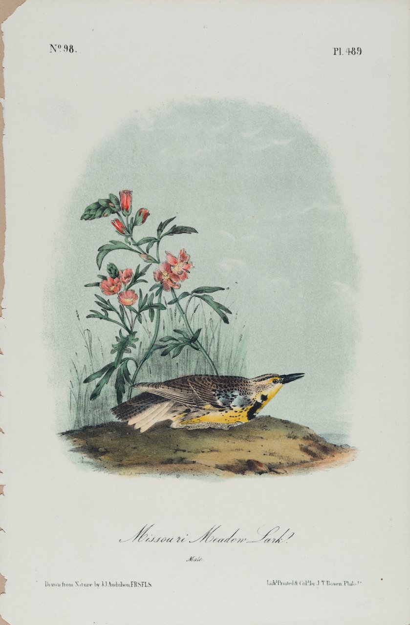4343 Audubon, Missouri Meadow Lark.jpeg