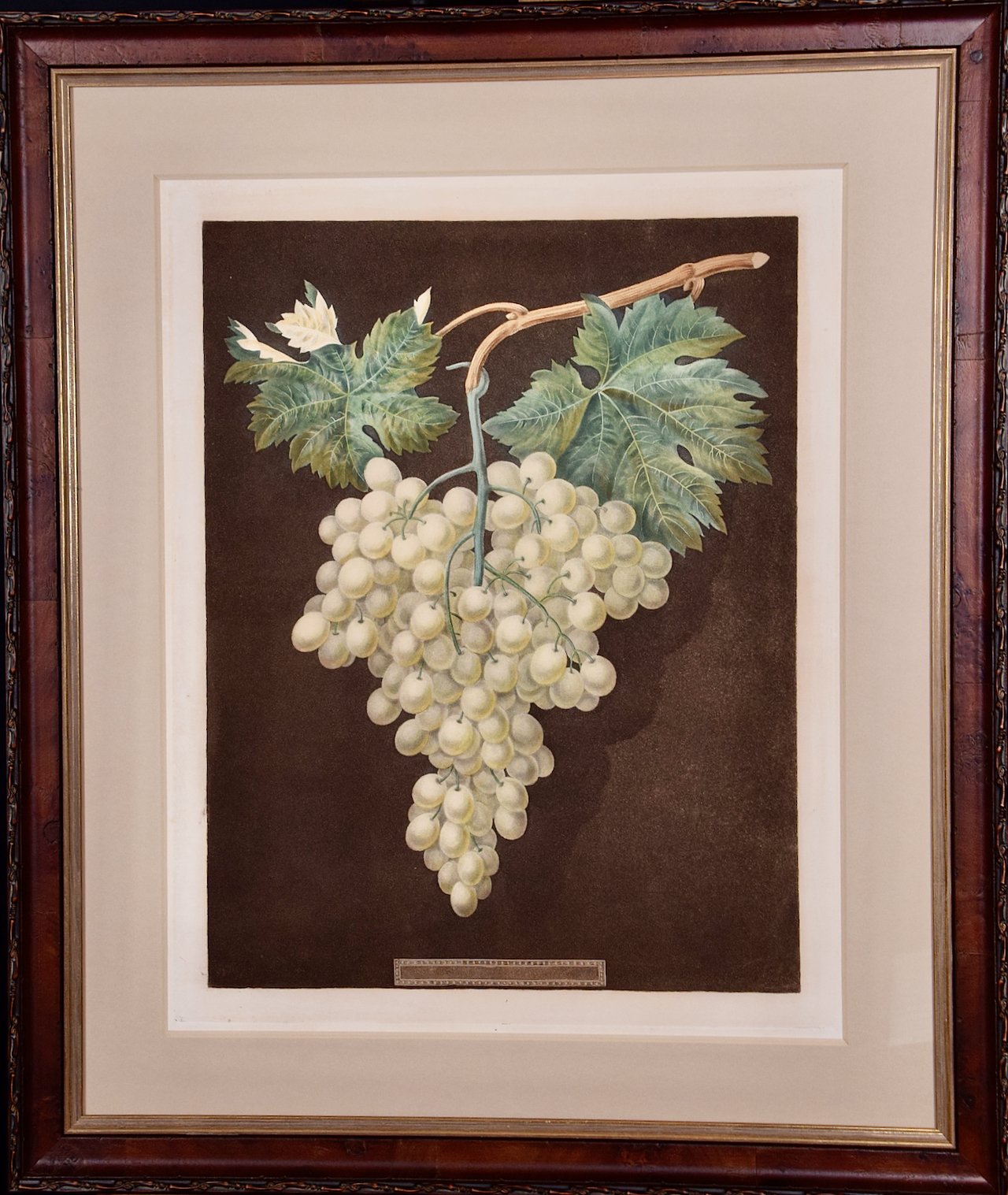 3299 Brookshaw, White Hamburgh Grape.jpeg
