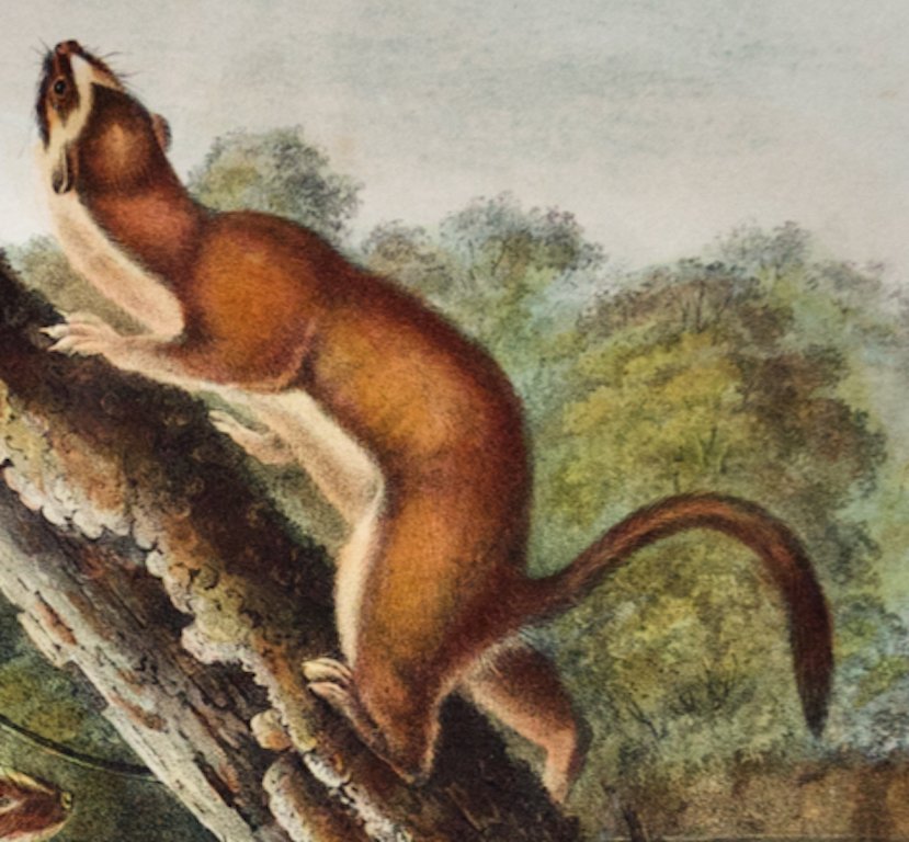 1738D Audubon Bridled Weasel.jpeg