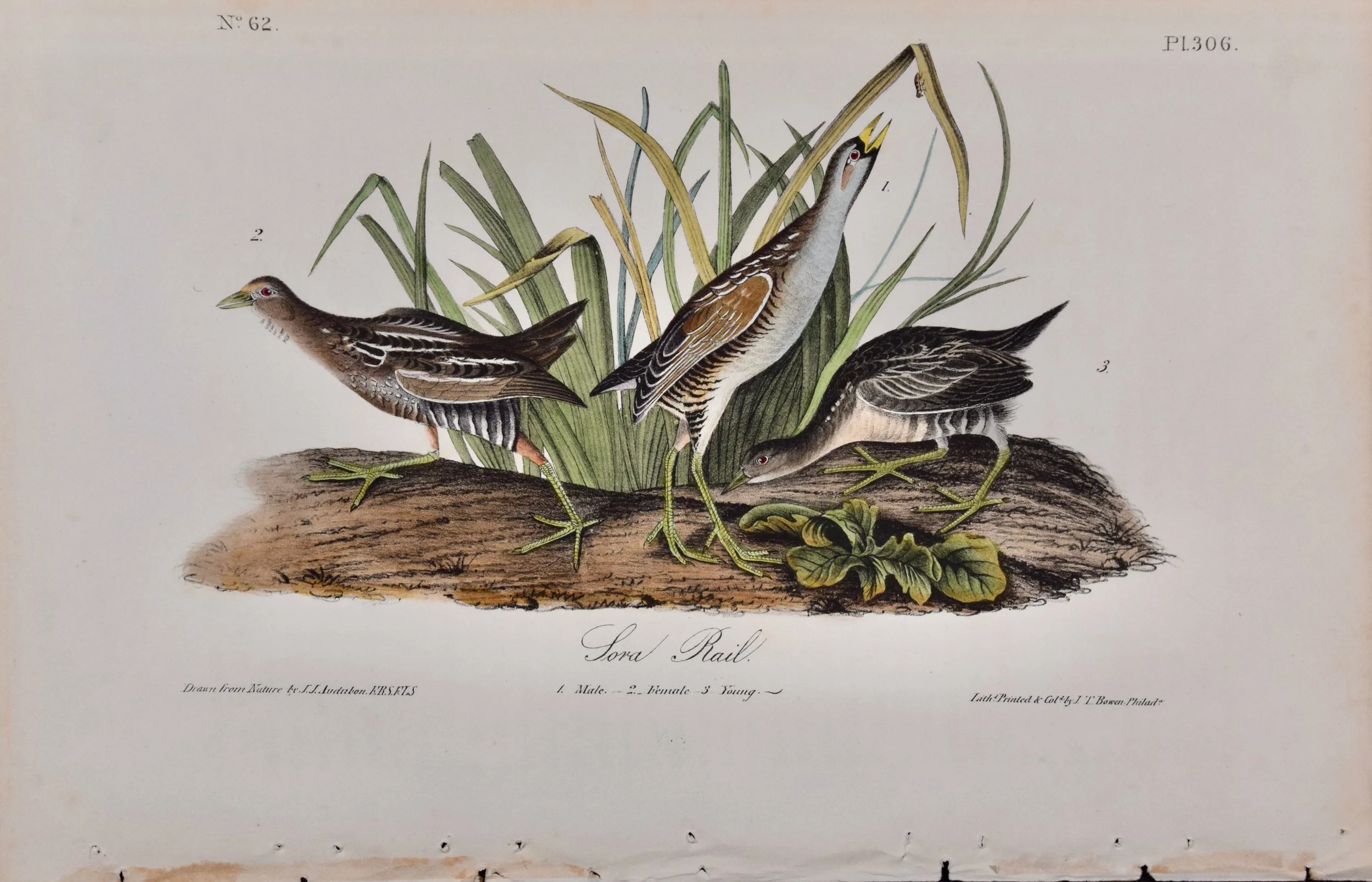 4959 Audubon, Sora Rail, No. 62, Pl. 306 (1).jpeg