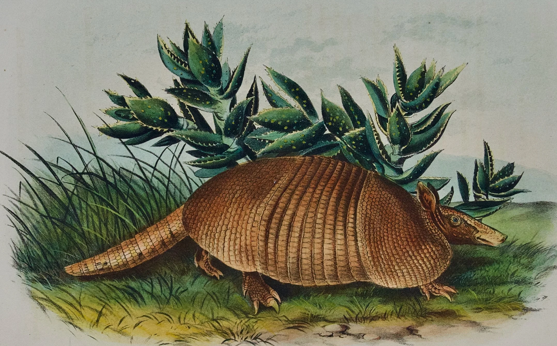 2089A Audubon, Nine-banded Armadillo.jpeg