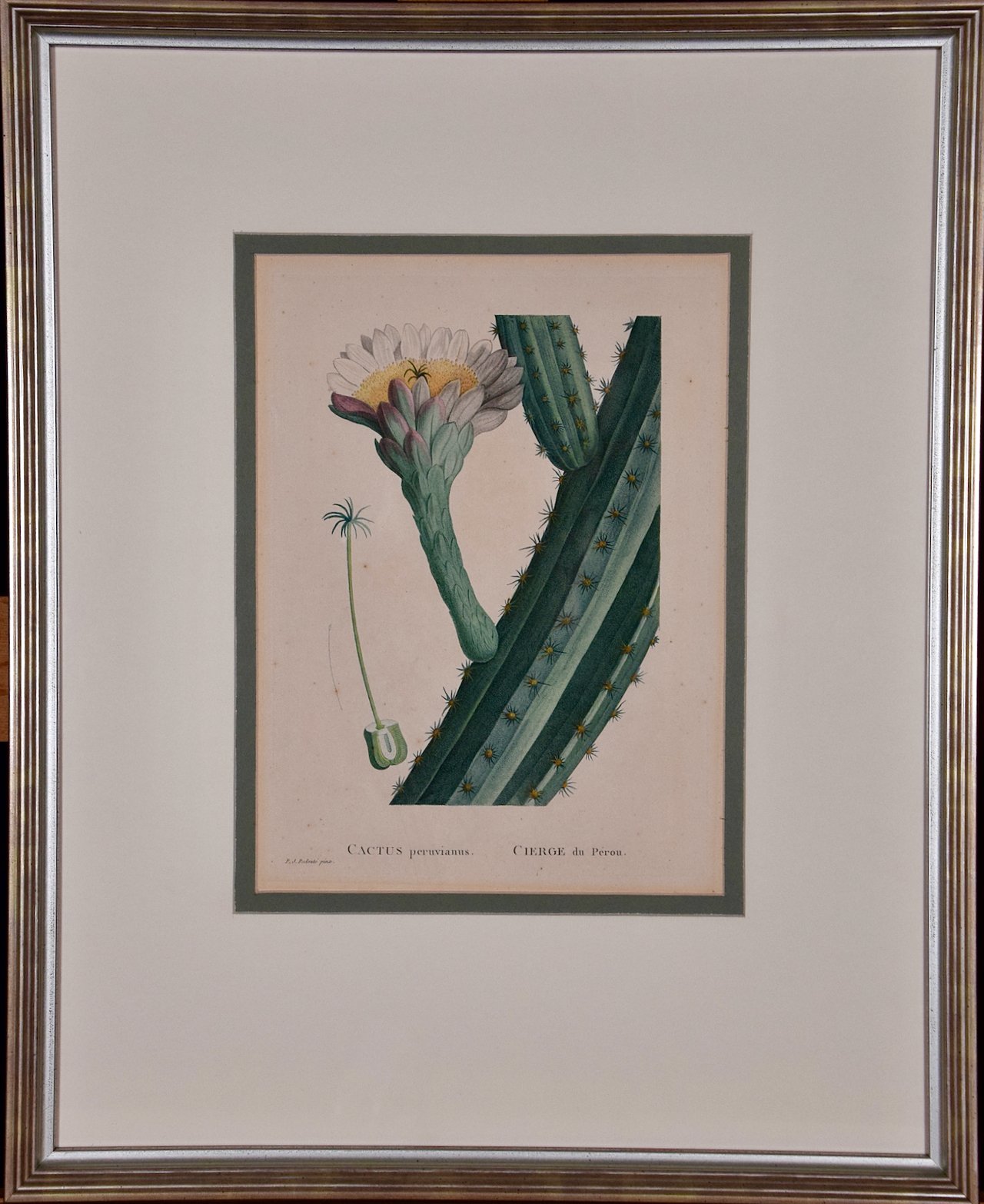 3361 Redoute Cactus Opuntia Polyanthos.jpeg