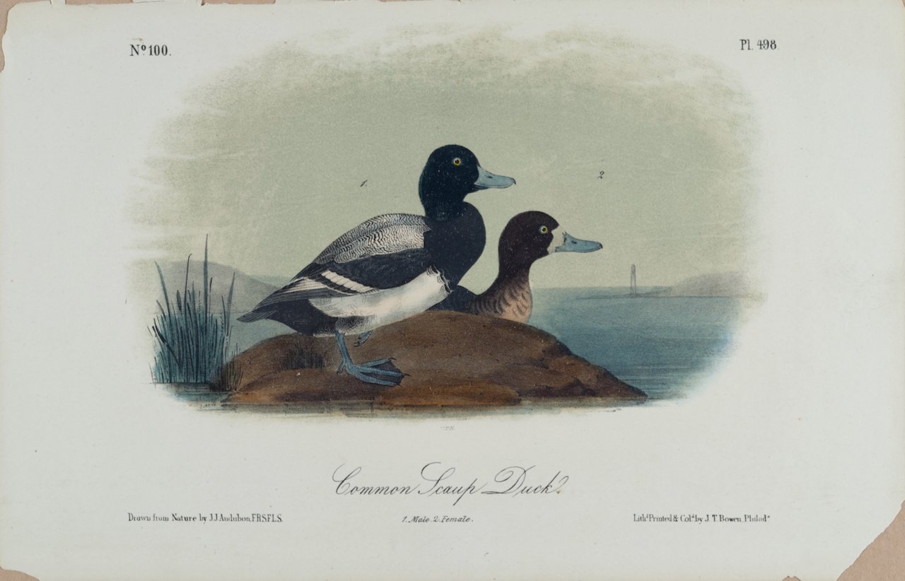 4345 Audubon, Common Scaup Duck.jpg.jpeg