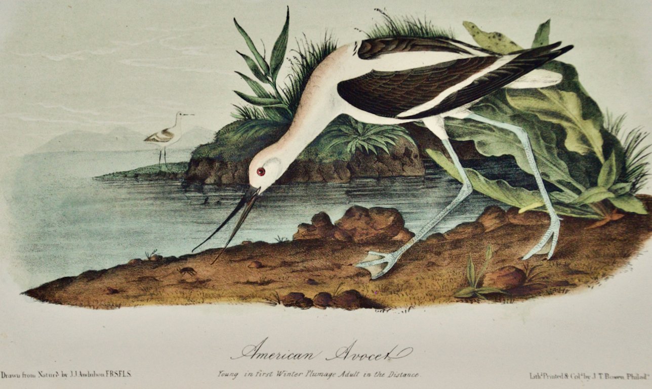 2195C Audubon, American Avocet.jpeg