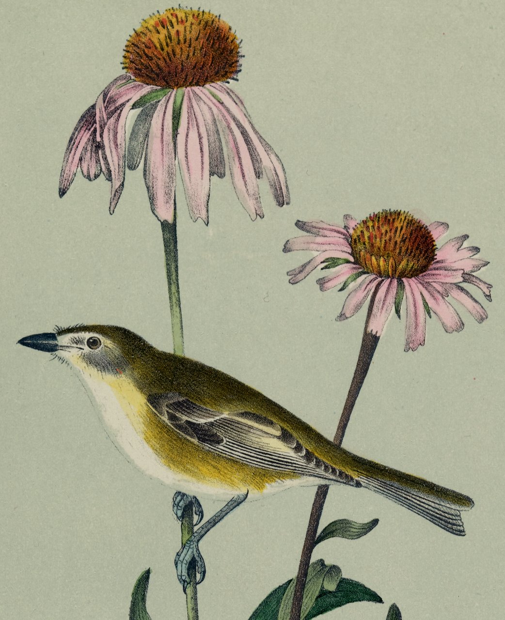 4340B Audubon, Bell's Vireo.jpeg