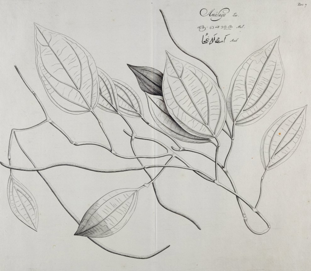 5054A Rheede, Amolago, Pl. 16 from Hortus Indicus Malabaricus.jpeg