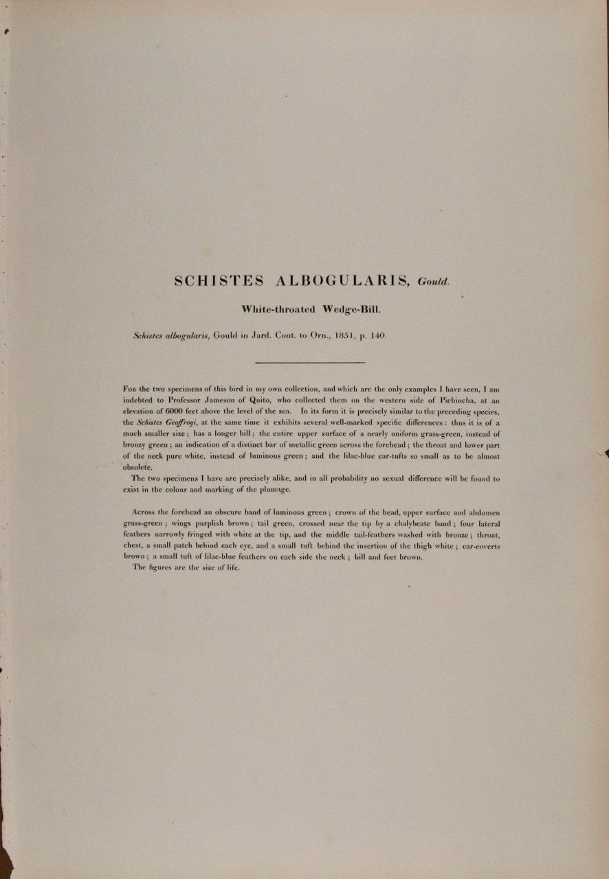 5173D Gould, Schistes Albogularis.jpeg