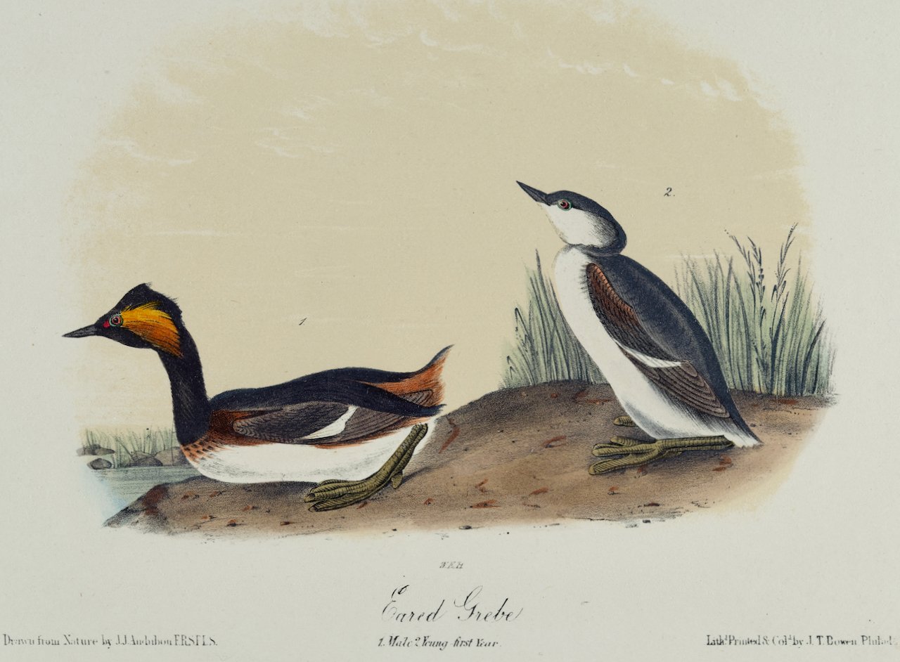 4338C Audubon, Eared Grebe.jpeg