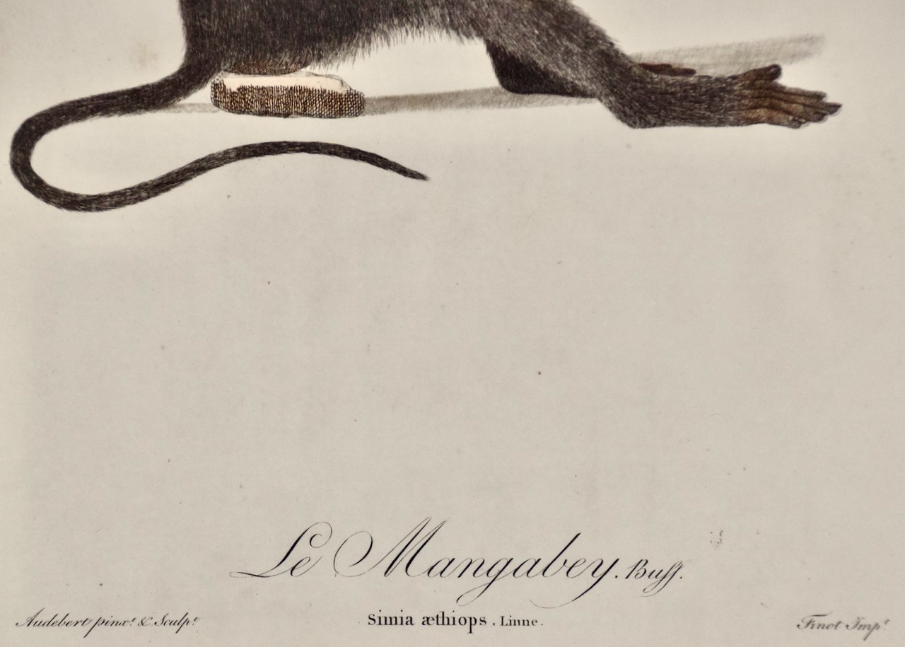 4833D Audebert, Le Mangabey Monkey.jpeg