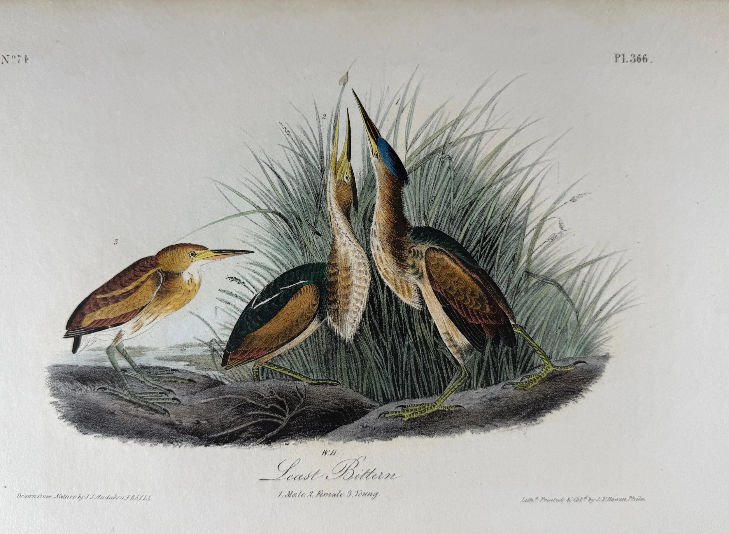 2615 Audubon, Least Bittern, No. 366.jpeg