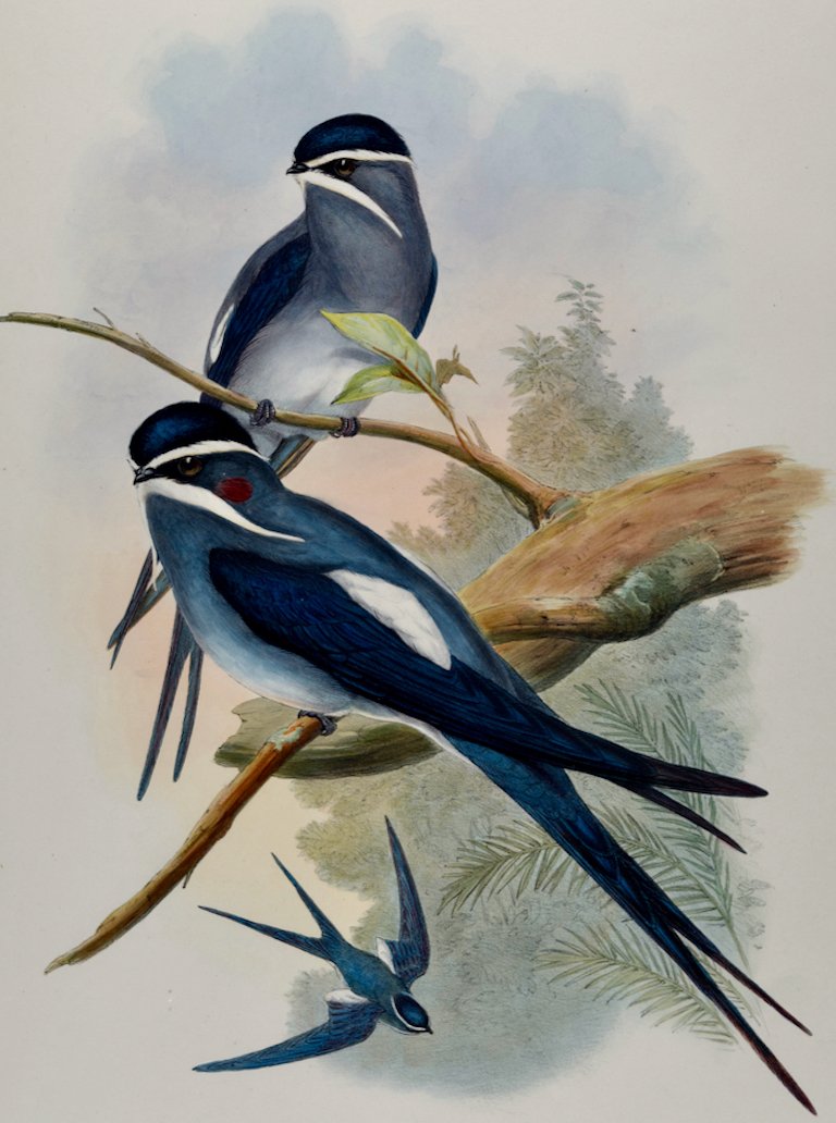 5030A Gould, Dendrochelidon Mystaceus (Bearded Tree-Swift) from Birds of Asia.jpeg