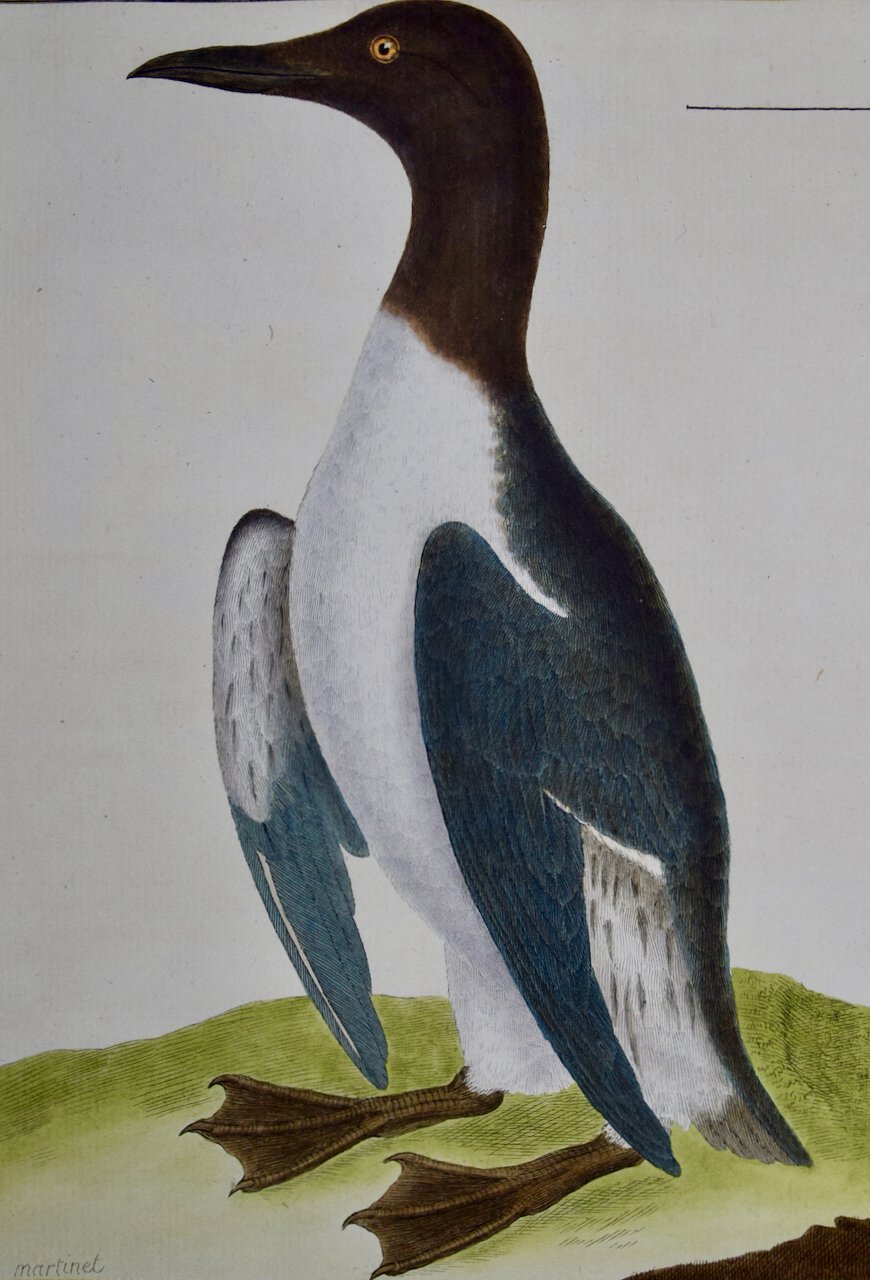 4527A Martinet, Le Guillemot, Pl.903.jpeg