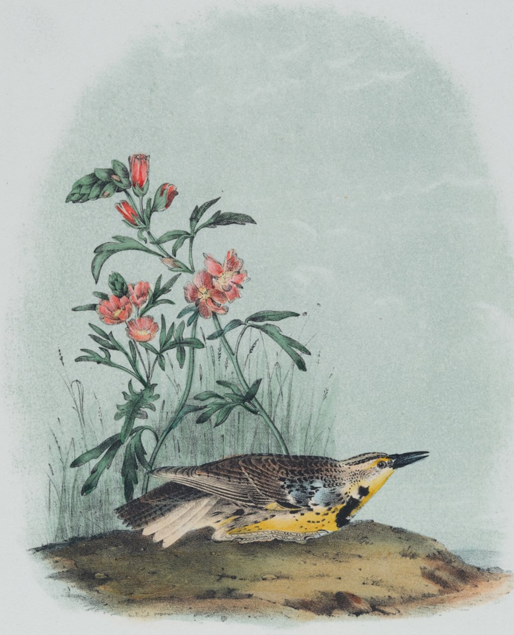 4343A Audubon, Missouri Meadow Lark.jpeg