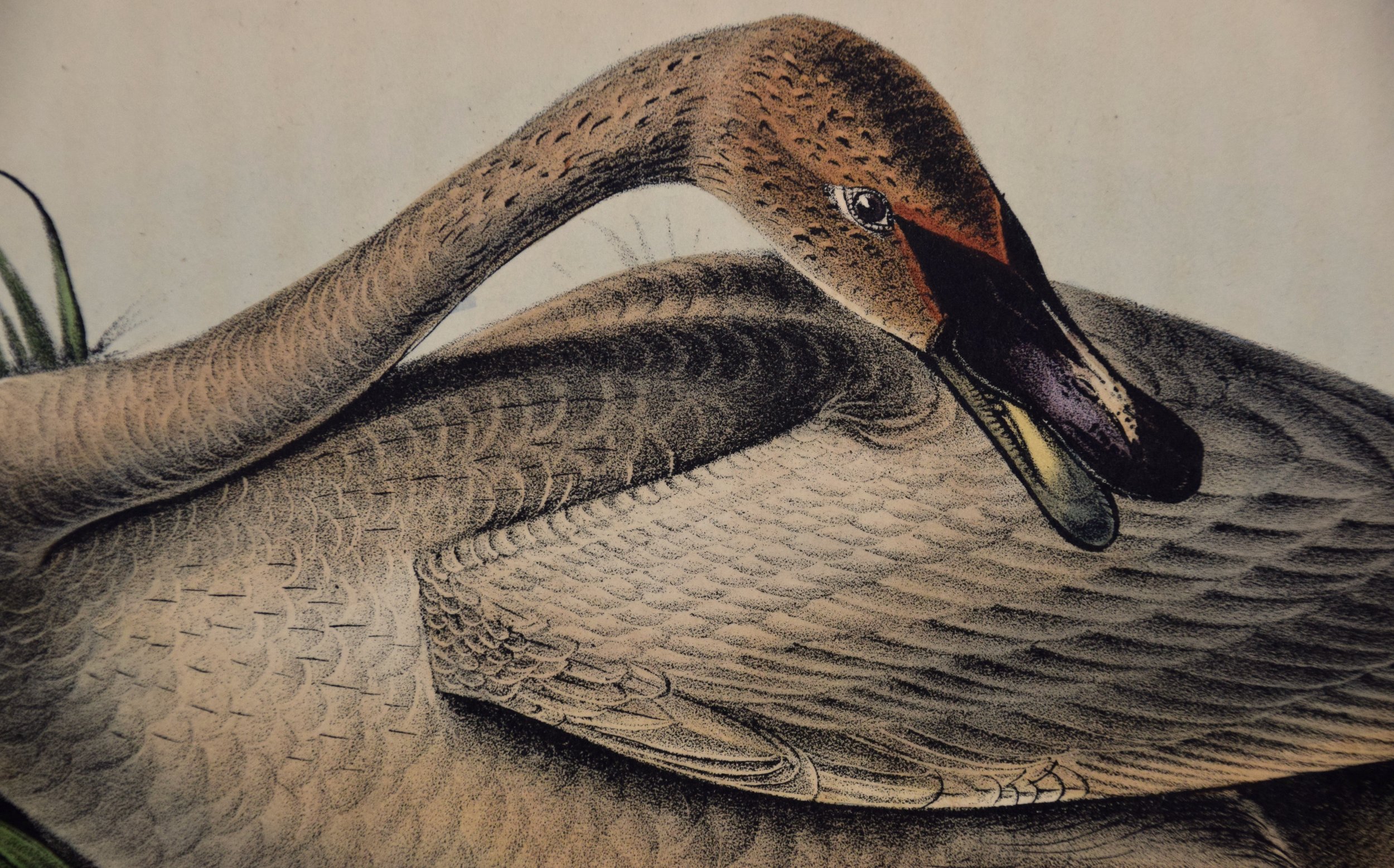 4453B Audubon, Trumpeter Swan, Pl. 383.jpeg