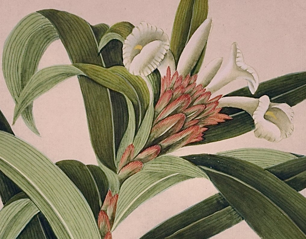 3643B Anonymous, Monandria Monogymia, Costus Speciosus.jpeg