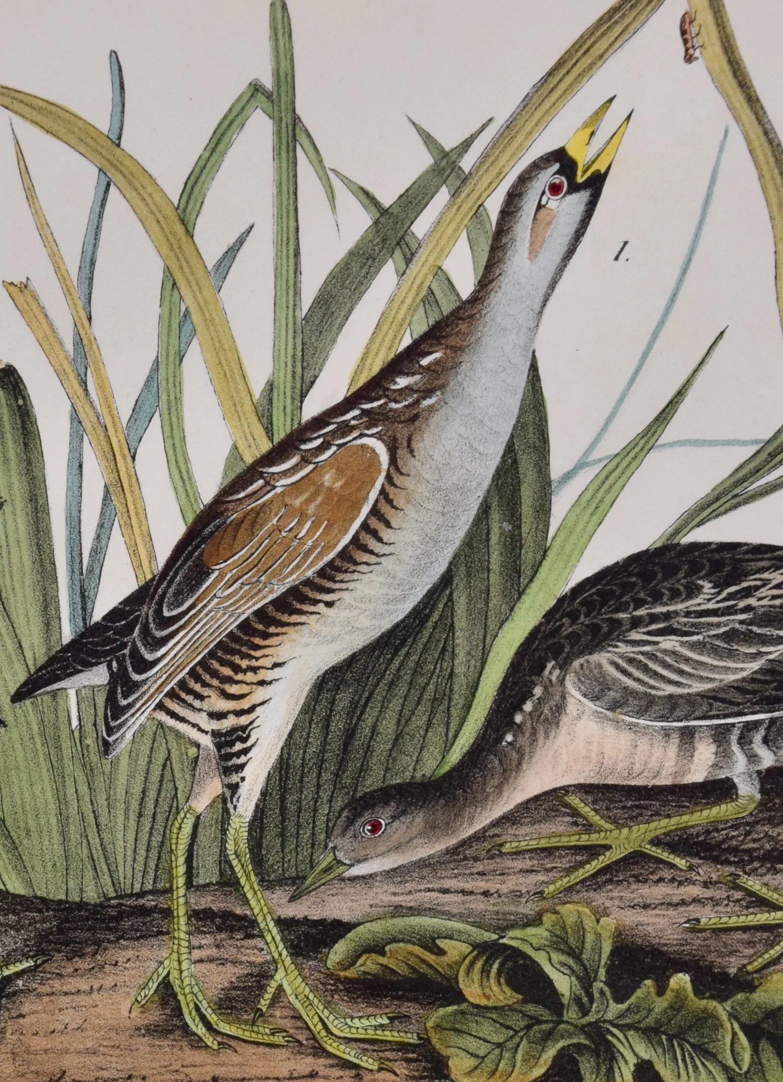 4959C Audubon, Sora Rail, No. 62, Pl. 306 (1).jpeg