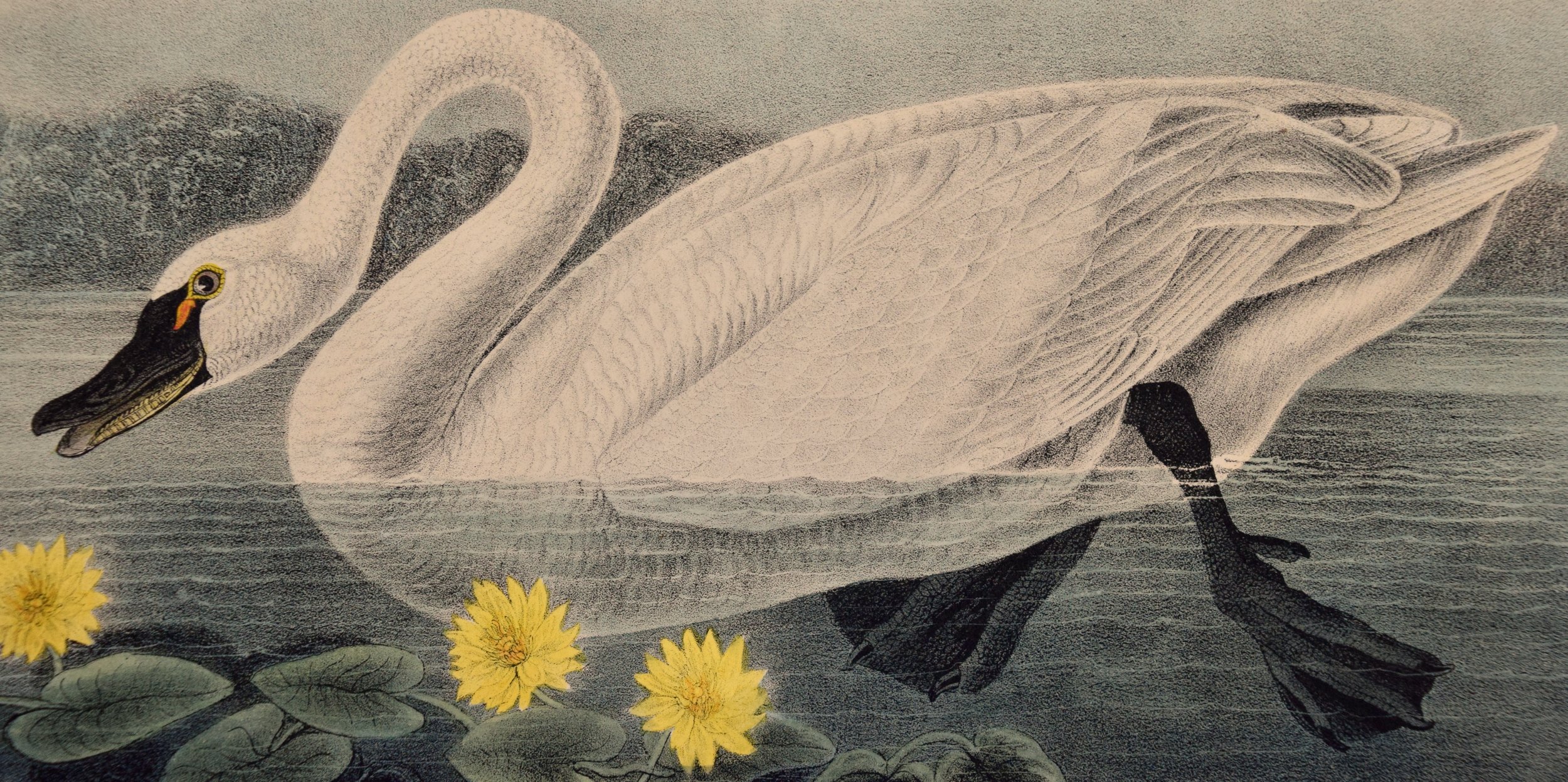 3219D Audubon, American Swan, Plate 384.jpeg