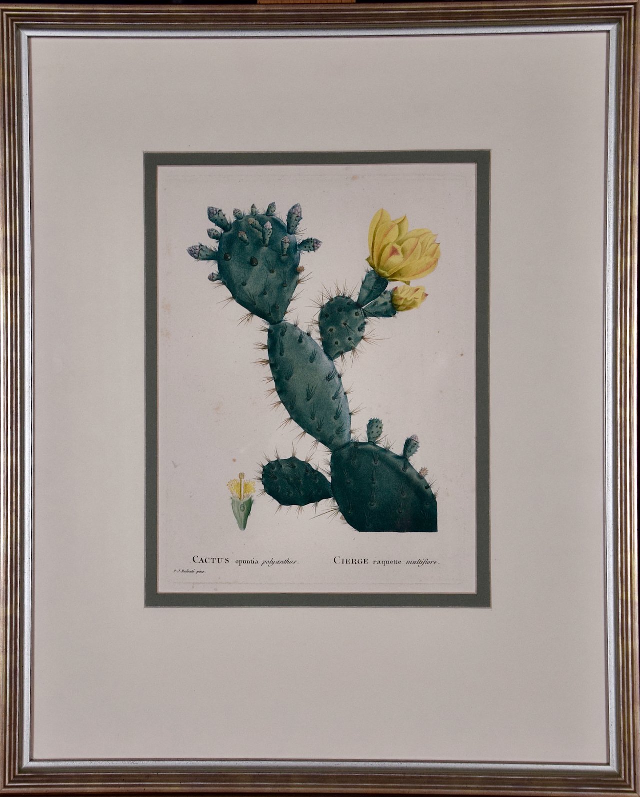 3360 Redoute Cactus Opuntia Polyanthos (1).jpeg