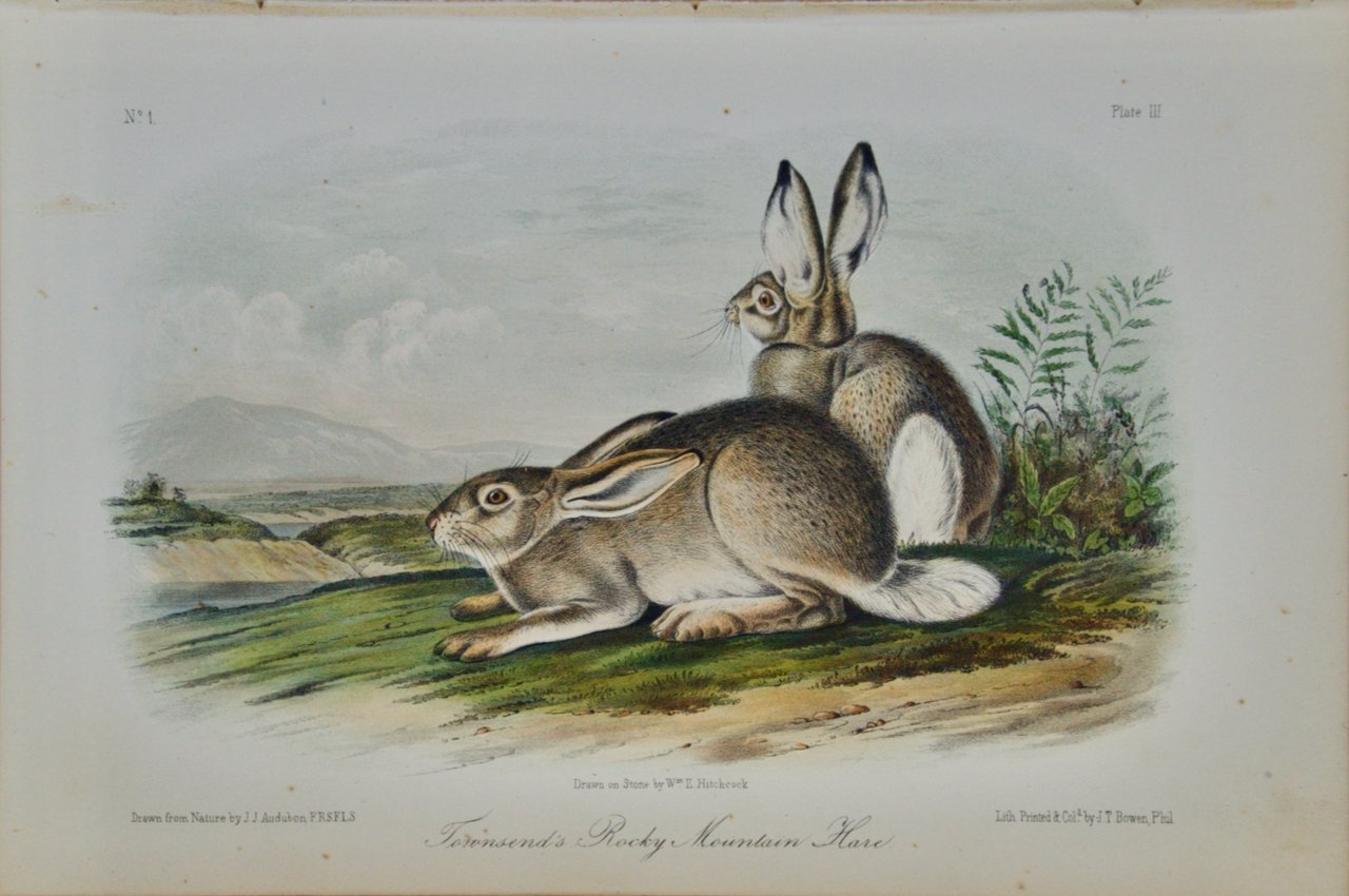 2252 Audubon, Townsend's Rocky Mountain Hare.jpeg