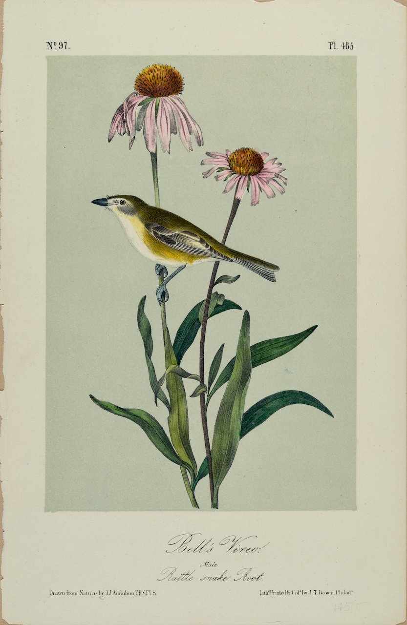 4340 Audubon, Bell's Vireo.jpeg