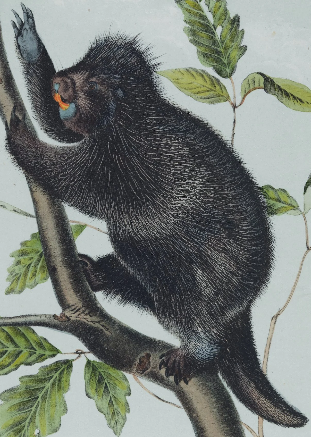 4876B Audubon, Canada Porcupine.jpeg