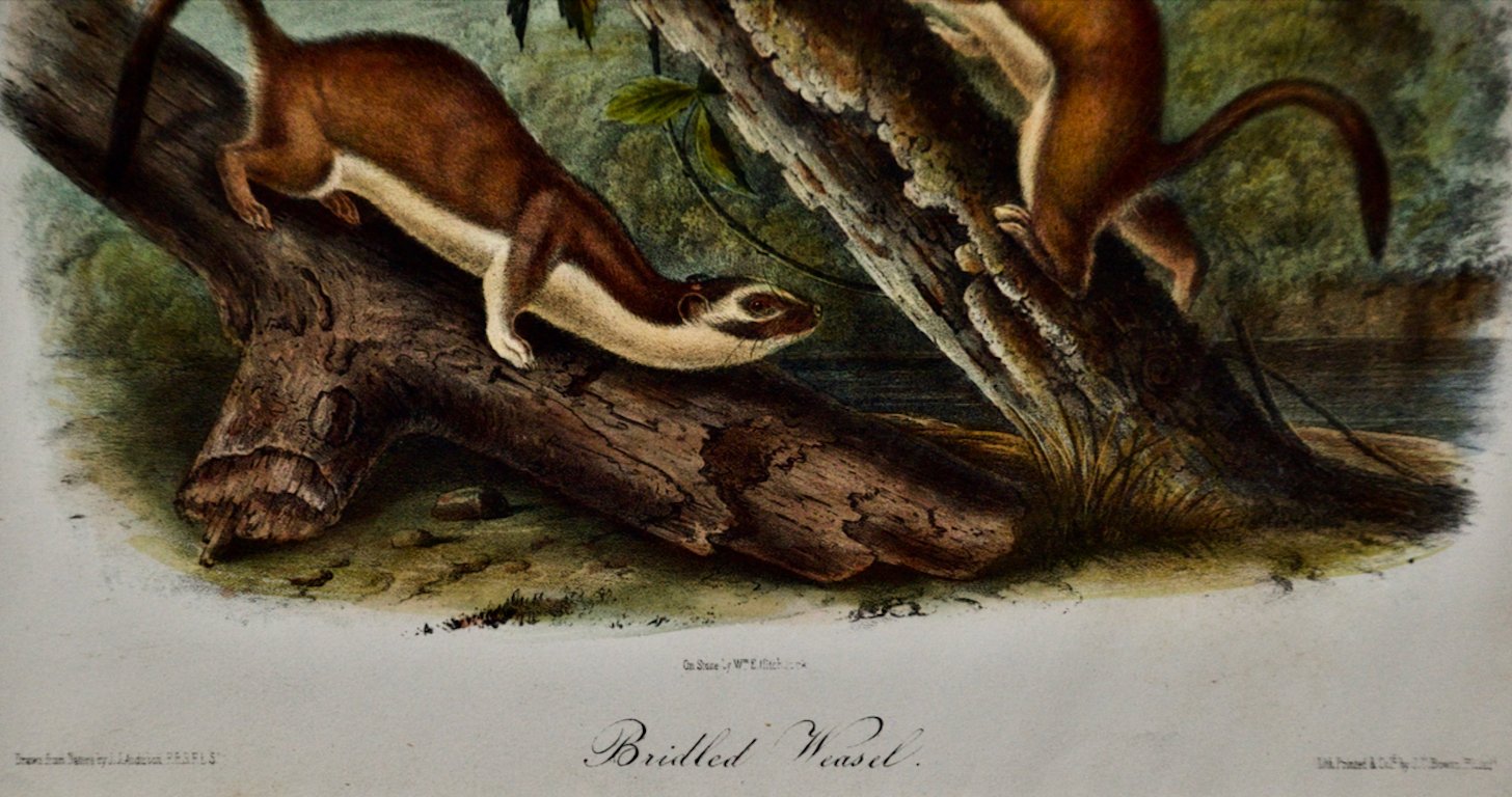 1738B Audubon Bridled Weasel.jpeg