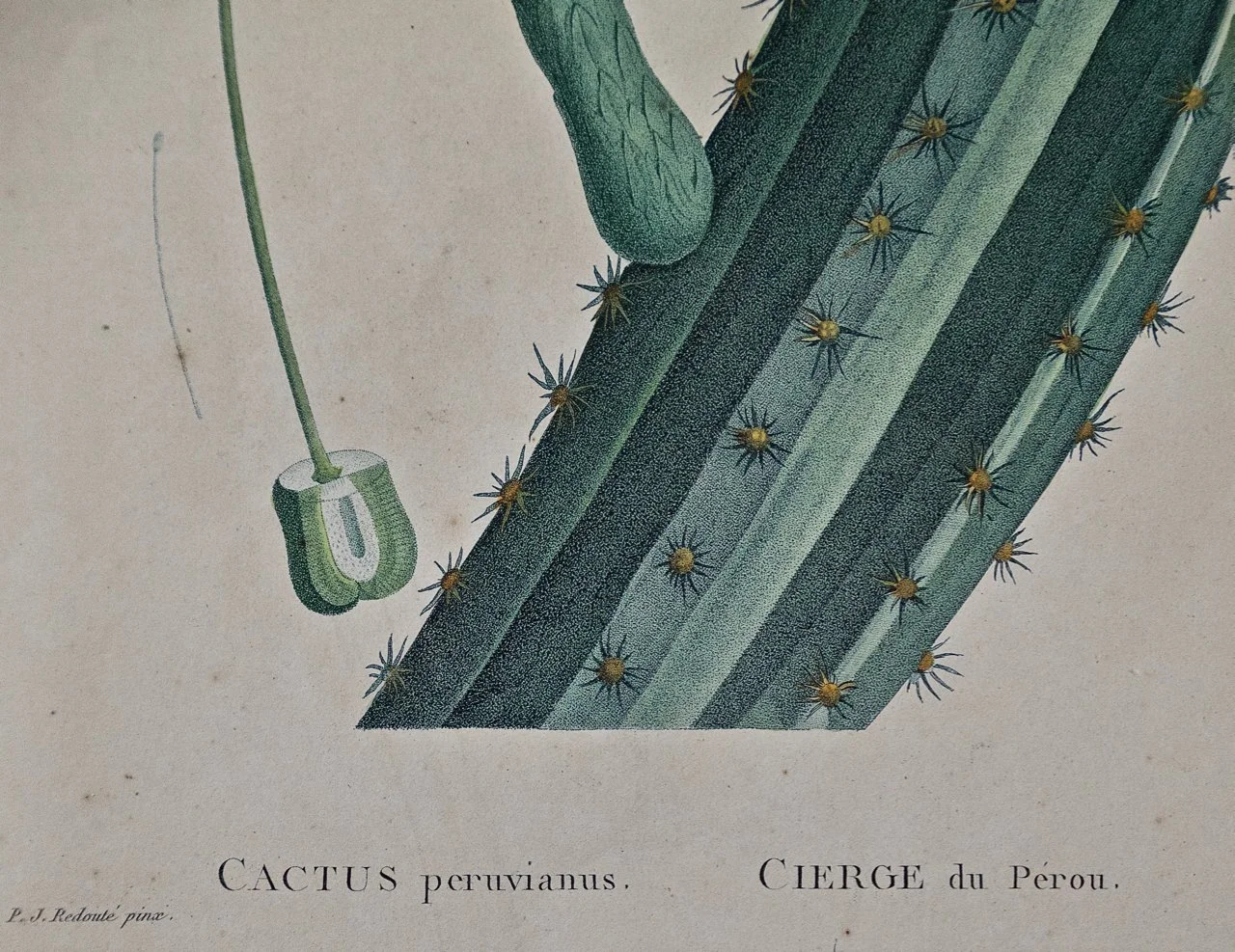 Redoute Hand-colored Engraving of Cactus Flowers "Cactus Peruvianus Cierge"   Timeless Intaglio: Rare Prints, Maps & Books