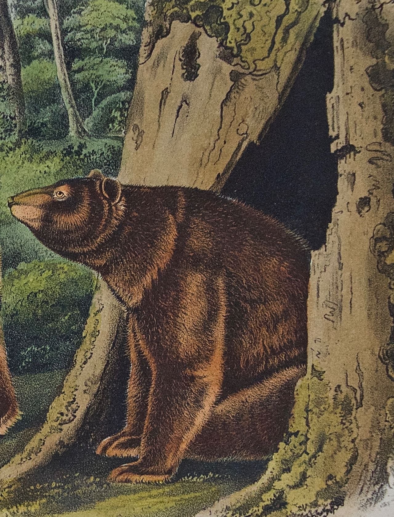 1868D Audubon, Cinnamon Bear.jpg