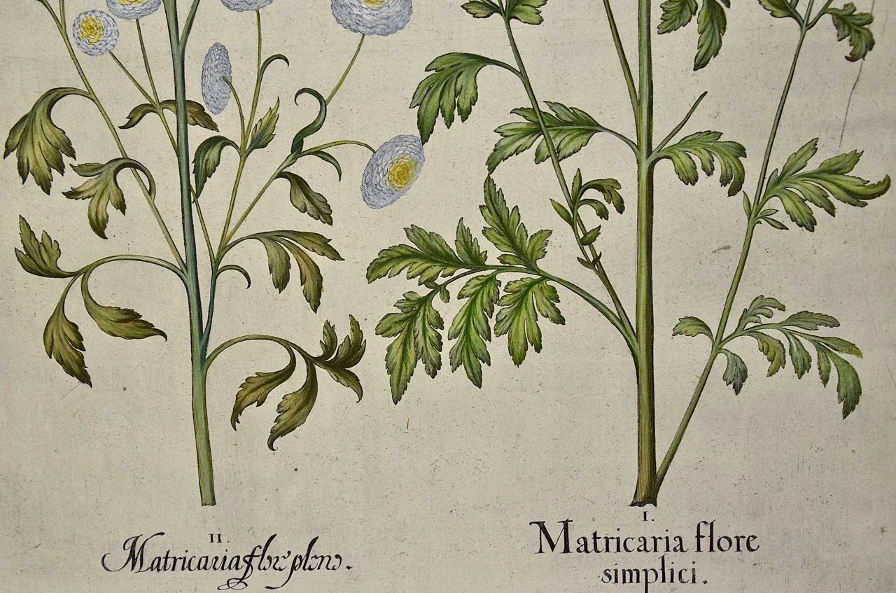 3181B Besler, Matricaria Flore Simplici (Feverfew), Matricaria Flore Pleno (Double-flowered Feverfew).jpg